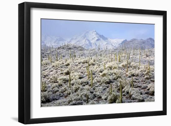 Winter in the Sonoran Desert-James Randklev-Framed Photographic Print