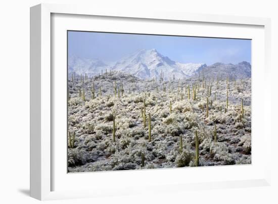 Winter in the Sonoran Desert-James Randklev-Framed Photographic Print