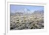 Winter in the Sonoran Desert-James Randklev-Framed Photographic Print