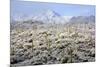 Winter in the Sonoran Desert-James Randklev-Mounted Photographic Print