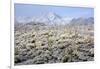 Winter in the Sonoran Desert-James Randklev-Framed Photographic Print