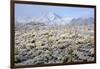 Winter in the Sonoran Desert-James Randklev-Framed Photographic Print