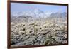 Winter in the Sonoran Desert-James Randklev-Framed Photographic Print