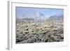 Winter in the Sonoran Desert-James Randklev-Framed Photographic Print