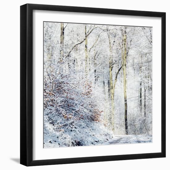 Winter in the Teutoburg Forest.-Nadja Jacke-Framed Photographic Print