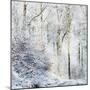 Winter in the Teutoburg Forest.-Nadja Jacke-Mounted Photographic Print