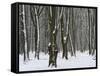 Winter in the Urwald Sababurg, Reinhardswald, Hessia, Germany-Michael Jaeschke-Framed Stretched Canvas