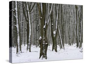 Winter in the Urwald Sababurg, Reinhardswald, Hessia, Germany-Michael Jaeschke-Stretched Canvas