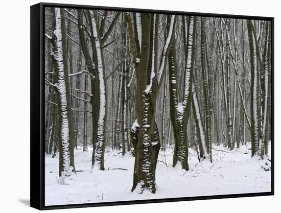 Winter in the Urwald Sababurg, Reinhardswald, Hessia, Germany-Michael Jaeschke-Framed Stretched Canvas