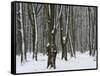 Winter in the Urwald Sababurg, Reinhardswald, Hessia, Germany-Michael Jaeschke-Framed Stretched Canvas