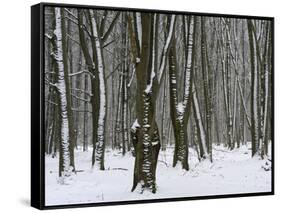 Winter in the Urwald Sababurg, Reinhardswald, Hessia, Germany-Michael Jaeschke-Framed Stretched Canvas