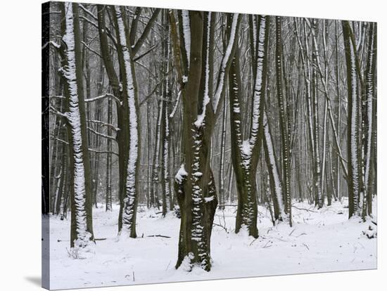 Winter in the Urwald Sababurg, Reinhardswald, Hessia, Germany-Michael Jaeschke-Stretched Canvas