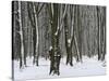 Winter in the Urwald Sababurg, Reinhardswald, Hessia, Germany-Michael Jaeschke-Stretched Canvas