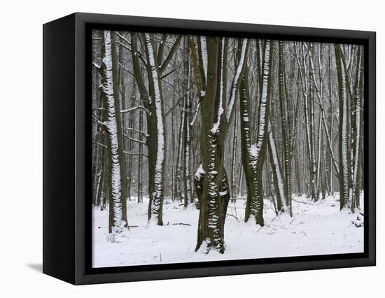 Winter in the Urwald Sababurg, Reinhardswald, Hessia, Germany-Michael Jaeschke-Framed Stretched Canvas