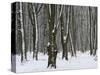 Winter in the Urwald Sababurg, Reinhardswald, Hessia, Germany-Michael Jaeschke-Stretched Canvas