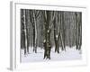 Winter in the Urwald Sababurg, Reinhardswald, Hessia, Germany-Michael Jaeschke-Framed Photographic Print