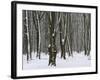 Winter in the Urwald Sababurg, Reinhardswald, Hessia, Germany-Michael Jaeschke-Framed Photographic Print