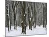 Winter in the Urwald Sababurg, Reinhardswald, Hessia, Germany-Michael Jaeschke-Mounted Photographic Print