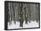 Winter in the Urwald Sababurg, Reinhardswald, Hessia, Germany-Michael Jaeschke-Framed Photographic Print