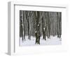 Winter in the Urwald Sababurg, Reinhardswald, Hessia, Germany-Michael Jaeschke-Framed Photographic Print