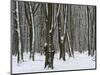 Winter in the Urwald Sababurg, Reinhardswald, Hessia, Germany-Michael Jaeschke-Mounted Photographic Print