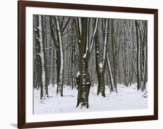 Winter in the Urwald Sababurg, Reinhardswald, Hessia, Germany-Michael Jaeschke-Framed Photographic Print