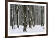 Winter in the Urwald Sababurg, Reinhardswald, Hessia, Germany-Michael Jaeschke-Framed Photographic Print