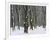 Winter in the Urwald Sababurg, Reinhardswald, Hessia, Germany-Michael Jaeschke-Framed Photographic Print