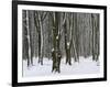 Winter in the Urwald Sababurg, Reinhardswald, Hessia, Germany-Michael Jaeschke-Framed Photographic Print