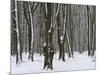 Winter in the Urwald Sababurg, Reinhardswald, Hessia, Germany-Michael Jaeschke-Mounted Photographic Print