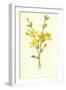 Winter Jasmine-Frederick Edward Hulme-Framed Giclee Print