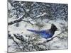 Winter Jay-Jeff Tift-Mounted Premium Giclee Print