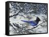 Winter Jay-Jeff Tift-Framed Stretched Canvas