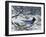 Winter Jay-Jeff Tift-Framed Giclee Print