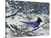Winter Jay-Jeff Tift-Stretched Canvas