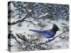 Winter Jay-Jeff Tift-Stretched Canvas