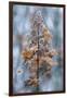 Winter Lace-Jacky Parker-Framed Giclee Print