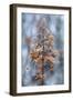 Winter Lace-Jacky Parker-Framed Giclee Print