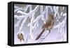 Winter Lady - Cardinal-Wilhelm Goebel-Framed Stretched Canvas