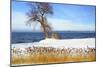 Winter Lake-Ata Alishahi-Mounted Giclee Print