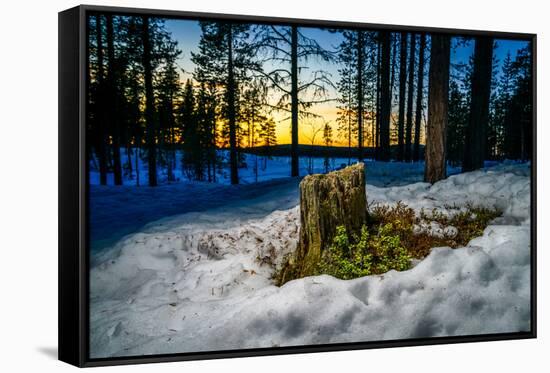 Winter landcape, Jukkasjarvi, Lapland, Sweden-null-Framed Stretched Canvas