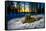 Winter landcape, Jukkasjarvi, Lapland, Sweden-null-Framed Stretched Canvas