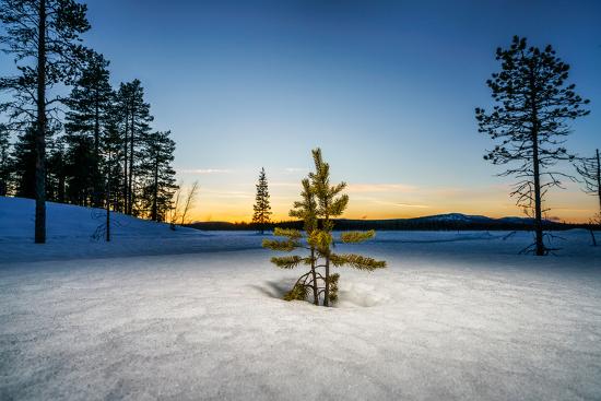 Premium Photographic Print, , large