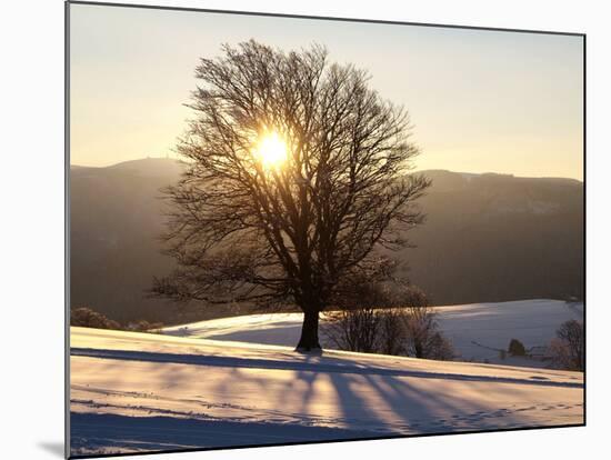 Winter Landscape at Schauinsland, Black Forest, Baden-Wurttemberg, Germany, Europe-Hans Peter Merten-Mounted Photographic Print