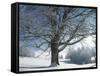 Winter Landscape at Thurner, Black Forest, Baden-Wurttemberg, Germany, Europe-Hans Peter Merten-Framed Stretched Canvas