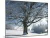 Winter Landscape at Thurner, Black Forest, Baden-Wurttemberg, Germany, Europe-Hans Peter Merten-Mounted Photographic Print