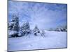 Winter Landscape, Hudson Bay, Manitoba, Canada-Thorsten Milse-Mounted Photographic Print
