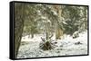 Winter Landscape in Bavaria - Snow-Petra Daisenberger-Framed Stretched Canvas