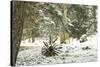 Winter Landscape in Bavaria - Snow-Petra Daisenberger-Stretched Canvas