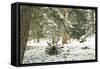 Winter Landscape in Bavaria - Snow-Petra Daisenberger-Framed Stretched Canvas